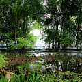 The Dense Forest in the Water