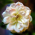 The White Flower of good